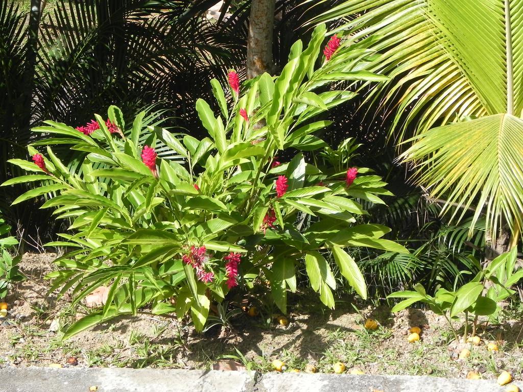 Villa Mielecajou, Entre Mer Et Montagne 德赛 外观 照片